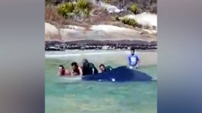 Sauvetage d'une jeune baleine à bosse échouée sur une plage au Brésil