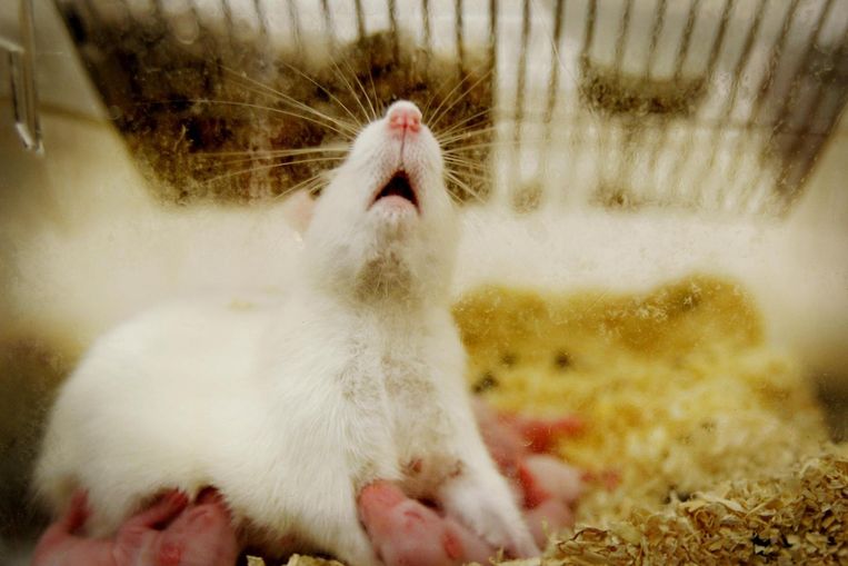 Uit onderzoek is gebleken dat bij ratten het nest deels bepaald hoe stressbestendig het beestje op latere leeftijd is. Beeld anp