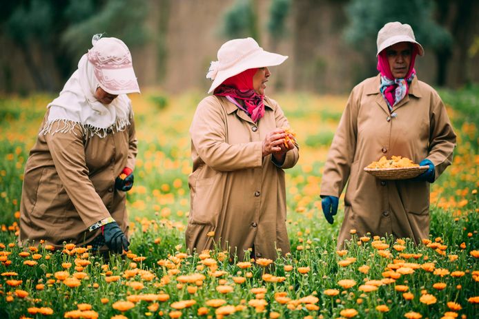 32 femmes marocaines entretiennent les Jardins de l'Ourika.