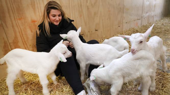 Mensen massaal op kraambezoek in Ouddorp: eerste lammetjes bij De Mèkkerstee geboren