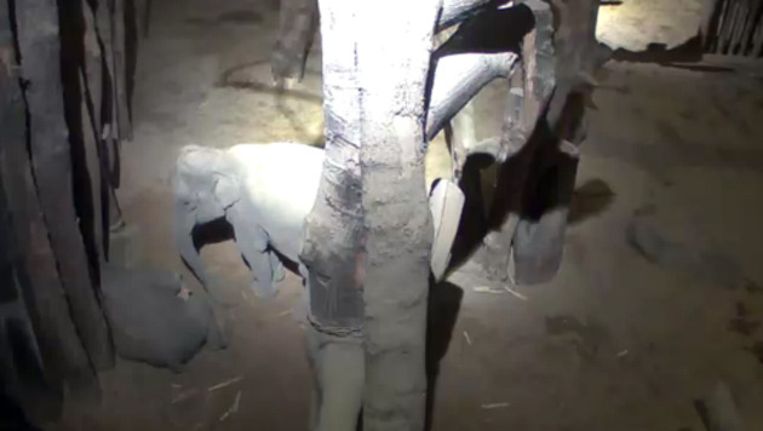 Olifant Indra naast haar slapende dochter Kina woensdagavond. Beeld Dierenpark Amersfoort