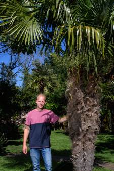 Een palmboom in je tuin slecht? ‘Gaan ze nu ook al bepalen welke planten we in onze achtertuin mogen zetten?’