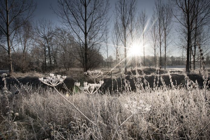 Vriesbeelden ( nachtvorst) van vanochtend in Lummen