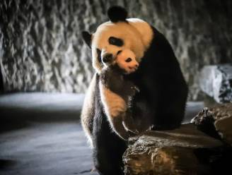 Nieuwe toegangsweg Pairi Daiza kost 10 miljoen euro