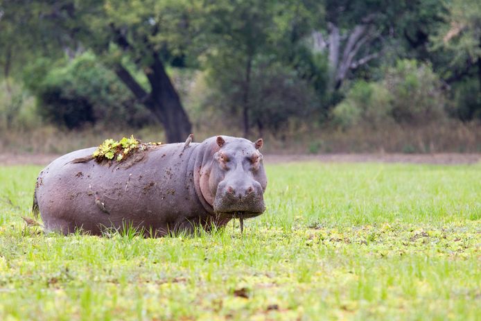 Een nijlpaard kan tot 3200 kilogram wegen.