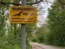 Wandelaar aangevallen door buizerd in natuurgebied De Maashorst, tweede aanval binnen twee weken