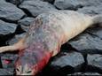 De zeehond overleefde de aanval op het strandje in Scheveningen niet.