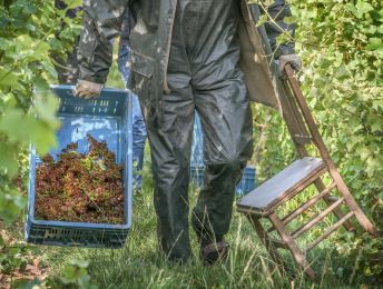 Open Wijngaardfeesten 2023: “Met een wijnglas in de hand maak je een roadtrip door Heuvelwijnland”  