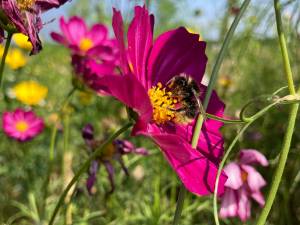 Help de bij: met deze tips maak je Breda aantrekkelijker voor bijen