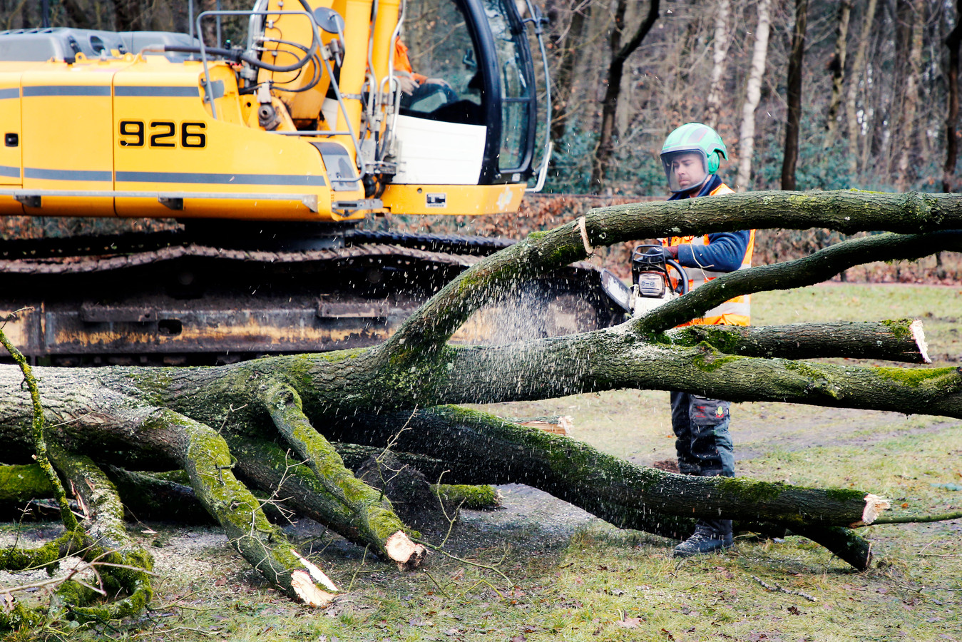 amersfoort-steekt-10-miljoen-euro-in-nieuwe-bomen-en-hier-komen-ze