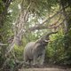 Afrikaanse olifant gaat nog sterker achteruit dan gedacht