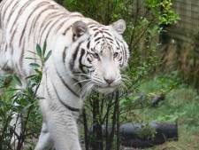 Het verhaal van Muba, de schele witte tijger: ‘Ze zou het liefst bij je op schoot kruipen’
