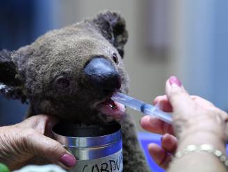 Vlaming toont zich solidair: "Schattige koala's en kangoeroes wekken medelijden op"