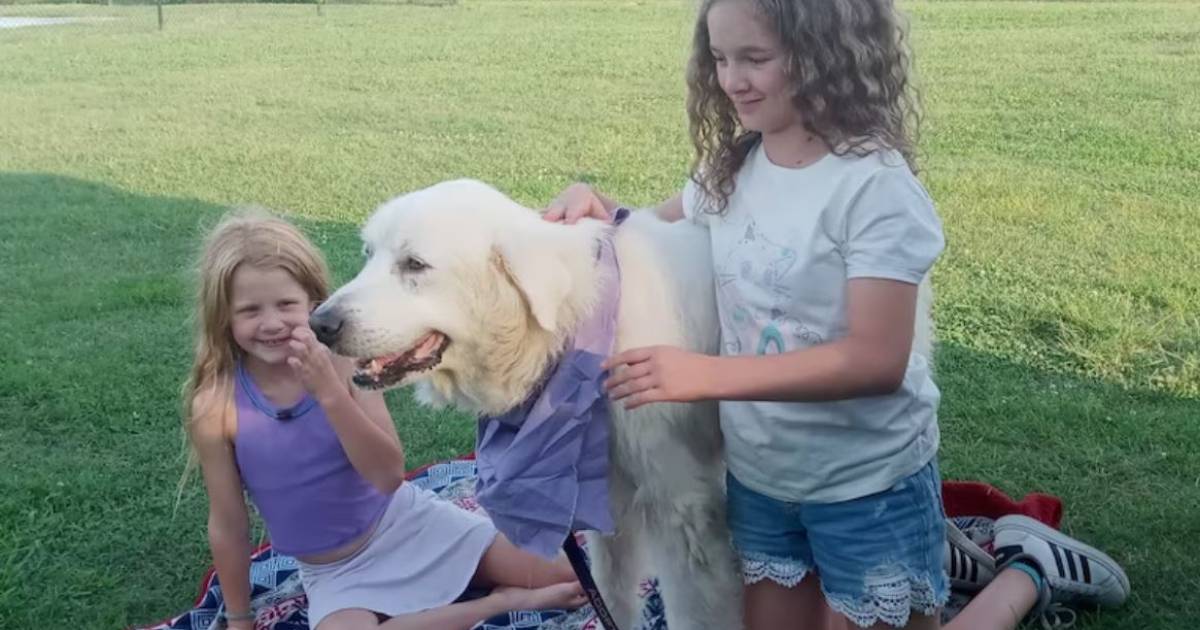 An American family catches a dog that saved them from a fire after two days |  outside