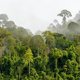 El Niño deed bossen 3 miljard ton CO2 uitstoten