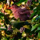 De nieuwe bewoners vervingen het groen door kunstgras, en weg waren de vogels