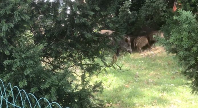Elf everzwijnen – twee mama’s en hun negen kleintjes – brachten in juli een bezoek aan een tuin in Leopoldsburg.