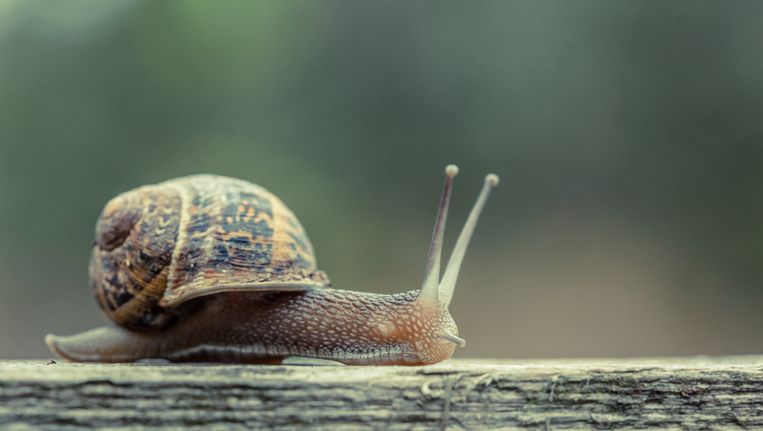 Dinsdaguniversiteit Hoe Komt Het Dat Een Slak Doodgaat Als Je Er Zout Over Strooit Wetenschap Planeet Hln