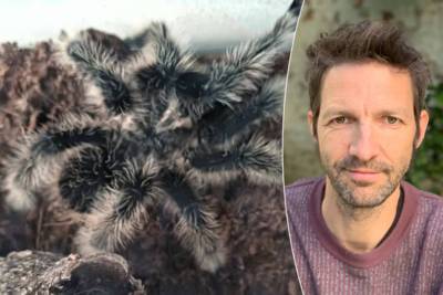 Une tarentule en fuite sème la terreur dans un village flamand: pourquoi avons-nous si peur des araignées?