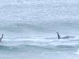 VIDEO: Orka's op zoek naar prooi verstoren surfwedstrijd, surfer maakt zich snel uit de voeten