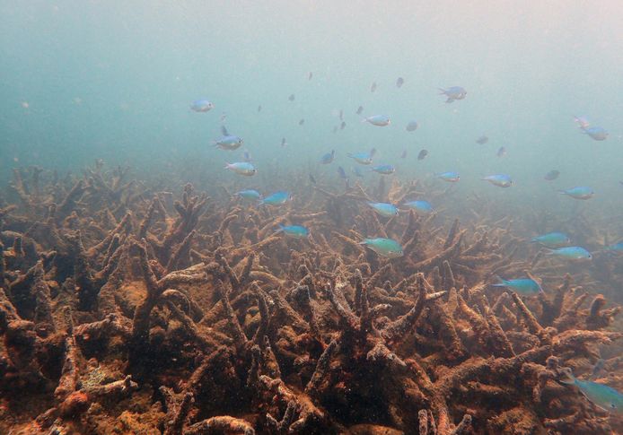 De kleurrijke koraalriffen die aan tal van dieren een thuis bieden, dreigen over 80 jaar onherstelbaar kapot te zijn.