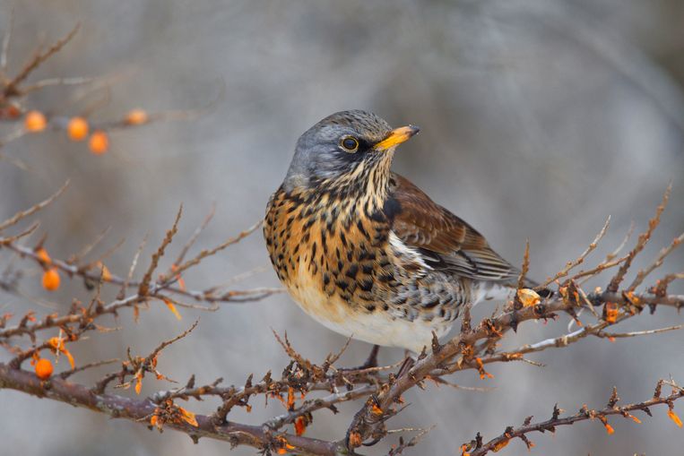Een kramsvogel (Turdus pilaris) doet zich tegoed aan de vruchten van een duindoorn. De soort overwintert tegenwoordig in Nederland waar hij onder normale, koudere omstandigheden naar Frankrijk trekt. Beeld Universal Images Group via Getty