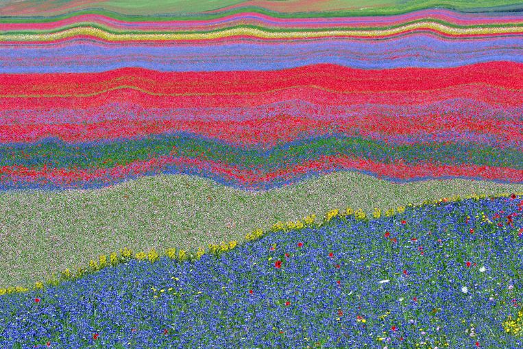 Een gedigitaliseerd veld met bloemen. Beeld Getty