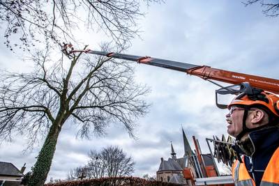 Buurt schrok ’s nachts wakker van kettingzaagactie tegen boom: ‘Eng dat dit in ons rustige dorp gebe