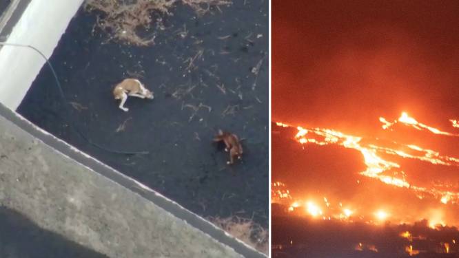 Door lava ingesloten honden op La Palma gered door onbekend team