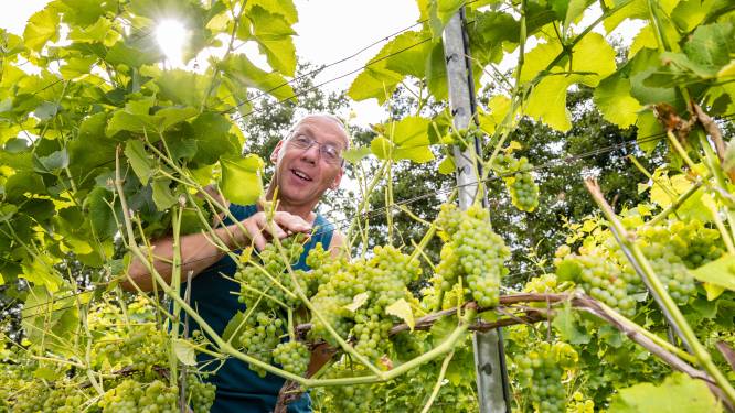 Deze wijnboer uit Balkbrug is blij met de hitte: ‘Lopen anderhalve week voor’