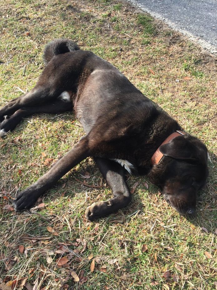 Dit is Tizón, zo dood als een pier. Of niet?