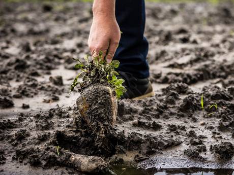 Groenten verrotten onder de grond door extreme regenval: 'Dat gaat onherroepelijk tot tekorten leiden’