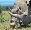 Brengen wetenschappers in het laboratorium de witte neushoorn terug?