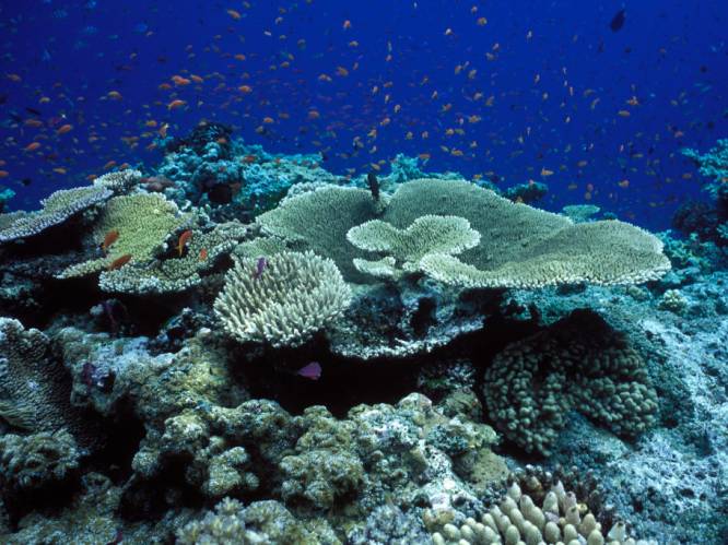 Koraalrif herstelt zich in enkele delen van Great Barrier Reef in Australië
