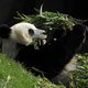 Panda's lokken dubbel zoveel bezoekers naar Pairi Daiza