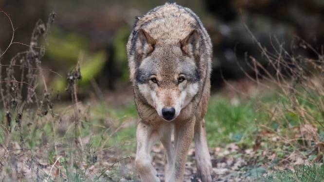 'Schapenhouders in Altena vrezen voor komst van de wolf. Zo’n roofdier hoort hier niet’