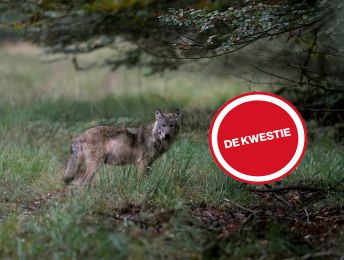 Lezers over de wolf in Brabant: ‘Waardevolle lessen leren van hoe de Belgen het aanpakken’