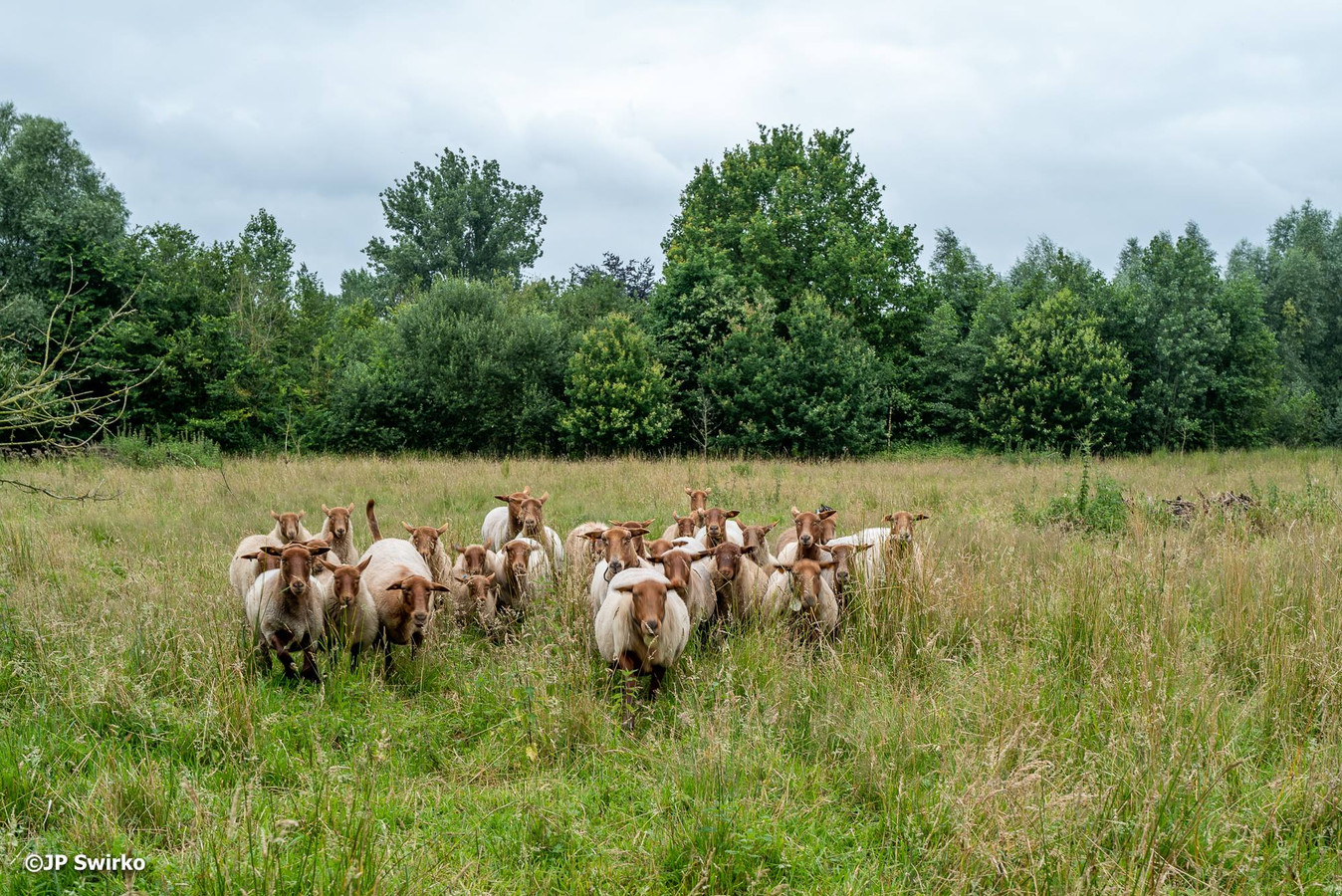 De schapen van herder Ward.