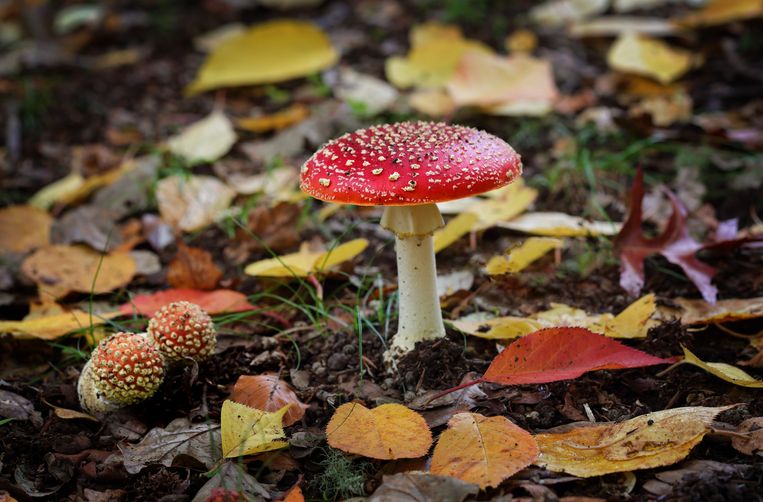 Mushrooms are good ecological indicators.  Colorbox picture