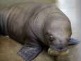 Schattig: walrusje geboren in Pairi Daiza