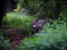 Vughtse fotograaf doorkruiste half Europa voor de wolf, die nu naar haar toegekomen is