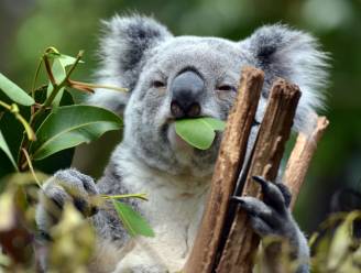 Australiërs vrezen voor de levens van honderden koala's na verwoestende bosbrand