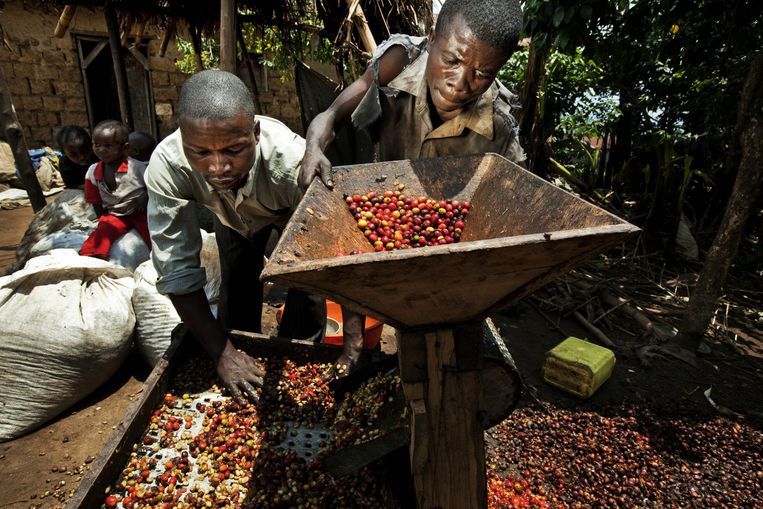 Koffieoogst in Bukavu, Congo. De meeste mensen op het Congolese ­platteland leven in armoede, maar dat neemt niet weg dat de fundamentele bestanddelen aanwezig zijn. Beeld TIM DIRVEN