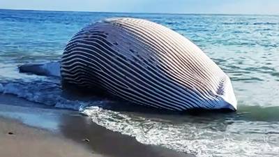 Une baleine morte découverte échouée sur une plage en Espagne