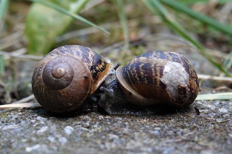 Parende segrijnslakken. Beeld Koos Dijksterhuis