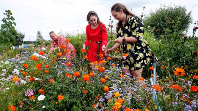 Je eigen bos bloemen plukken? Dat kan bij Pluktuin Madelief in Gorinchem