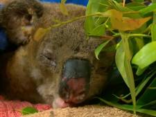 Zwaar verbrande koala Lewis maakt het relatief goed dankzij reddende engel
