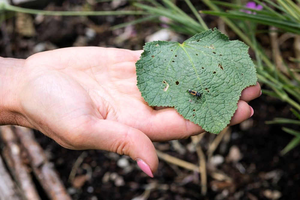 Safari tussen de struiken spot jij deze 10 kleine beestjes in je tuin