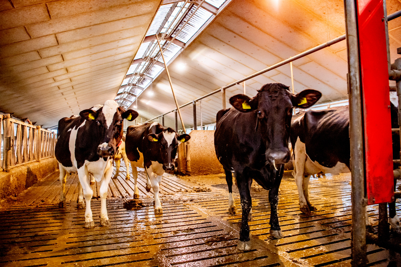 Hoeveel Dagen Na Besmetting Symptomen Covid BEST GAMES WALKTHROUGH