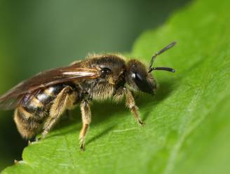 Hoe kun je de bijen helpen? Een expert vertelt wat je (niet) moet doen